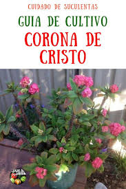 Comparto contigo tres cuidados necesarios que debes considerar para no matar a tu plantita. Pin En Cuidados De Cactus Y Suculentas