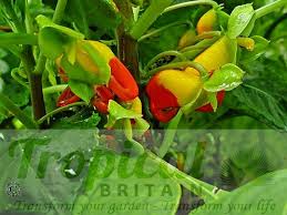 Image result for Impatiens niamniamensis
