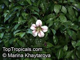 Image result for Rothmannia longiflora
