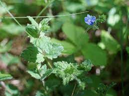 Interesting details and free snap now. The Nhbs Guide To Uk Wild Flower Identification