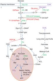 2020 level iii program changes. Metabolic Regulation An Overview Sciencedirect Topics