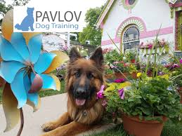 R for relief & results. Pavlov Dog Training Home Facebook