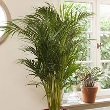 Selection De 24 Plantes Depolluantes Pour Votre Interieur Plantes Depolluantes Plante Interieur Depolluante Bambou En Pot