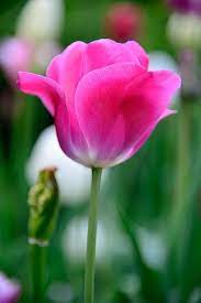 Pink Tulips My Other Favorite Flower Beautiful Flowers Pretty Flowers Tulips Meaning