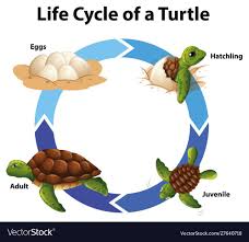 Pin By Judy On Ocean Life In 2020 Animal Life Cycles Life Cycles Sea Turtle Life Cycle
