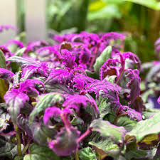 Image result for Gynura