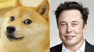 Precio de dogecoin en dólar usd, euro, bitcoin, cny, gbp, jpy, aud, cad, krw, brl y zar. Tras El Caso De Gamestop Elon Musk Ayuda Para Que El Dogecoin La Criptomoneda Del Meme Doge Aumente Su Valor