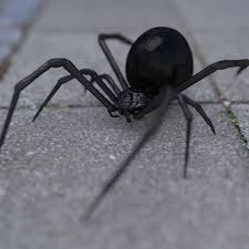 Although his business has grown, he continues to provide customers with. Pest Patrol Home Facebook