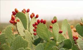 Papain eliminates swelling in the muscles and minimizes the amount of fluid retention. Nopavera Natural Pain And Inflammation Treatment On Sale At High Vibe High Vibe