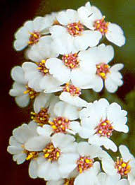 Image result for Eriocephalus microphyllus