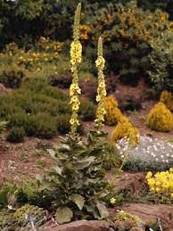 Mullein Tea Livestrong Com Plants Medicinal Plants Edible Wild Plants