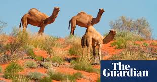 How much progress is being made across the four nations? Feral Camels Rounded Up In Australian Outback And Sold Online For Weed Control Rural Australia The Guardian