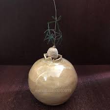 Image result for Adenia stenodactyla