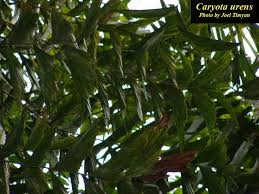 Image result for Caryota