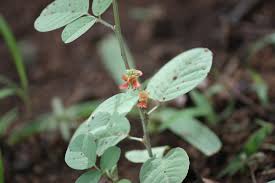 Image result for Indigofera trita