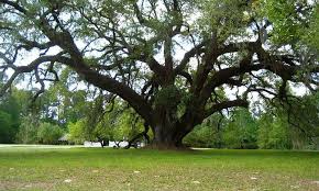 Scientists at the north central research station are investigating this problem and identifying management solutions. 15 Types Of Oak Trees In North Carolina Progardentips