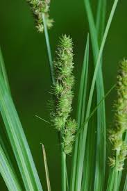 Image result for Carex tricholepis