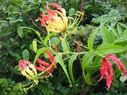 Image result for Gloriosa sessiliflora