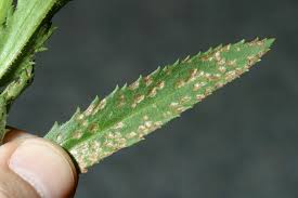 daisy plant DISEASES à®•à¯à®•à®¾à®© à®ªà®Ÿ à®®à¯à®Ÿà®¿à®µà¯