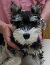 Black White Min Schnauzer Puppy Schnauzer Puppy Mini Schnauzer Puppies Puppies