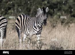 Image result for Tricliceras lobatum