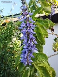 Image result for Coleus barbatus