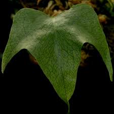 Image result for Launaea violacea