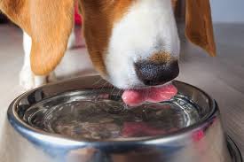 We did not find results for: Kidney Disease In Dogs Signs Of Kidney Failure And Other Kidney Issues Daily Paws