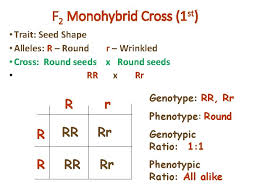 Worksheet will open in a new window. Genotypic Ratio Of Monohybrid Cross