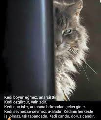 Derya Adli Kullanicinin Anlamli Sozler Panosundaki Pin Kedi Hayvan Suc