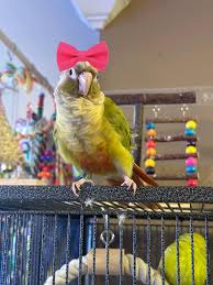 Green Cheek Conure Owners-Rescue-Breeders-Adoption & Rehoming