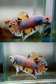 Giant Betta Fish For Sale Ile Ilgili Gorsel Sonucu Betta Fish Betta Fish