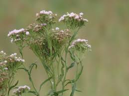 Image result for Ethulia conyzoides