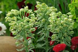 Check spelling or type a new query. Euphorbia Characias