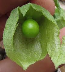 Image result for Physalis viscosa