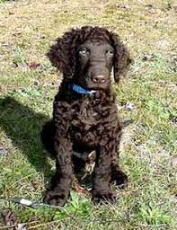 Everyday low prices and free delivery on britain's oldest retriever breed, the curly coated retriever also bears the distinction of being a most unique gundog. Chocolate Curly Coated Retriever Puppy Curly Coated Retriever Dog Breeds Rare Dog Breeds