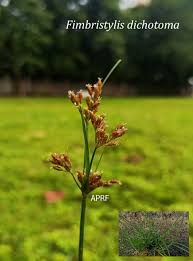 Image result for Fimbristylis dichotoma