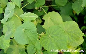 Image result for Abutilon hirtum