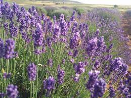 Uçak ya da otobüs ile isparta ya da keçiborlu'ya. Lavanta Tarlalari Ve Pamukkale Salda Turu Turlari