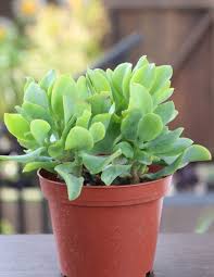 Image result for Crassula rhodesica