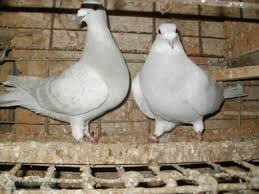 Posta Guvercini Pigeon Pictures Racing Pigeons Pet Birds