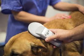 You never know when a dog can run away or get. Microchip Implants For Dogs Tracking Your Pet