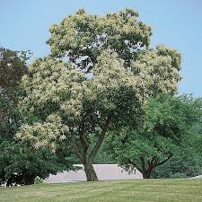 'the unbending chinese tree' performed live at the havasi symphonic arena show on the 21st of december, 2013. Chinese Chestnut Trees Chestnut Trees Stark Bro S