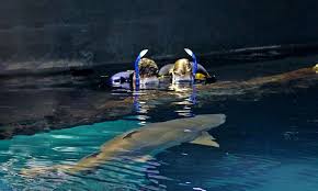Adventure Aquarium In Camden Nj Groupon