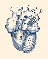 Check spelling or type a new query. Simple Human Heart Diagram Greeting Card For Sale By Vintage Anatomy Prints