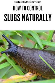 How to control slugs in your garden. How To Control Slugs Naturally Real Self Sufficiency