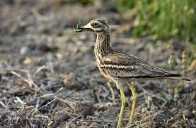 kocagoz burhinus oedicnemus animal photo photo animals