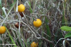Image result for Solanum campylacanthum 'panduriforme type'