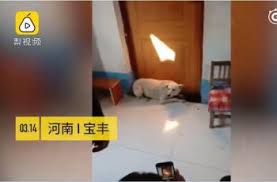 Ibunya sudah bekerja selama 8 tahun menjadi pembantu rumah tangga di tempat sang majikan, sejak ayahnya meninggal. Gemas Anjing Ini Tak Biarkan Pria Menikahi Majikannya Dewiku Com