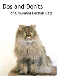 Dos And Don Ts Of Grooming Persian Cats Meow Lifestyle Cat Grooming Cat Grooming Tools Cat Grooming Styles